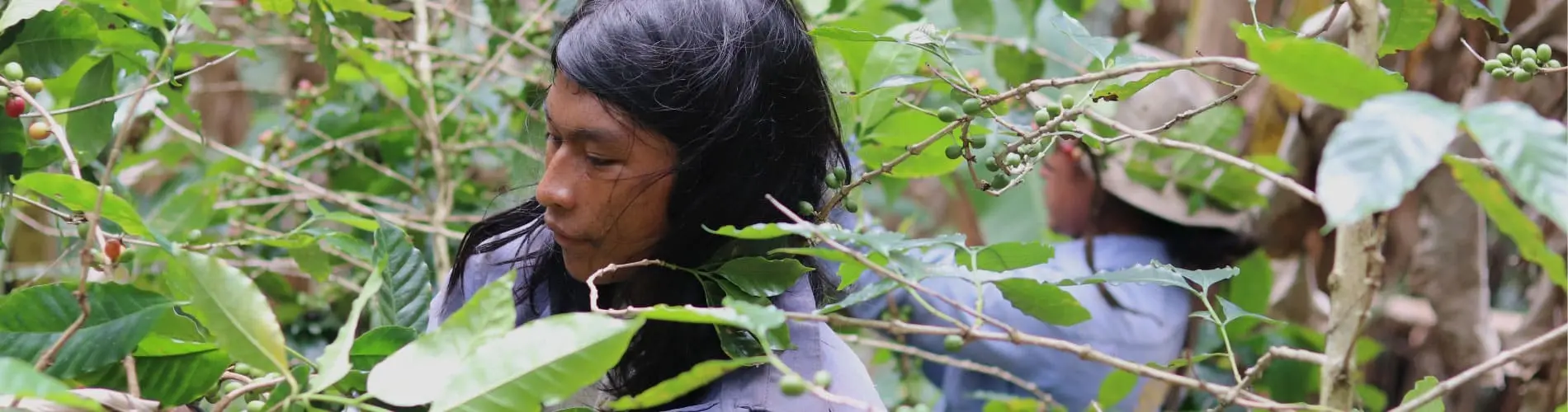 Café Sierra Nevada de Santa Marta