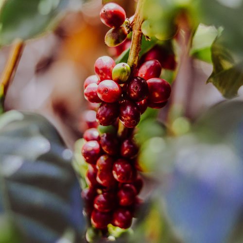 IMANA CAFE SIERRA NEVADA