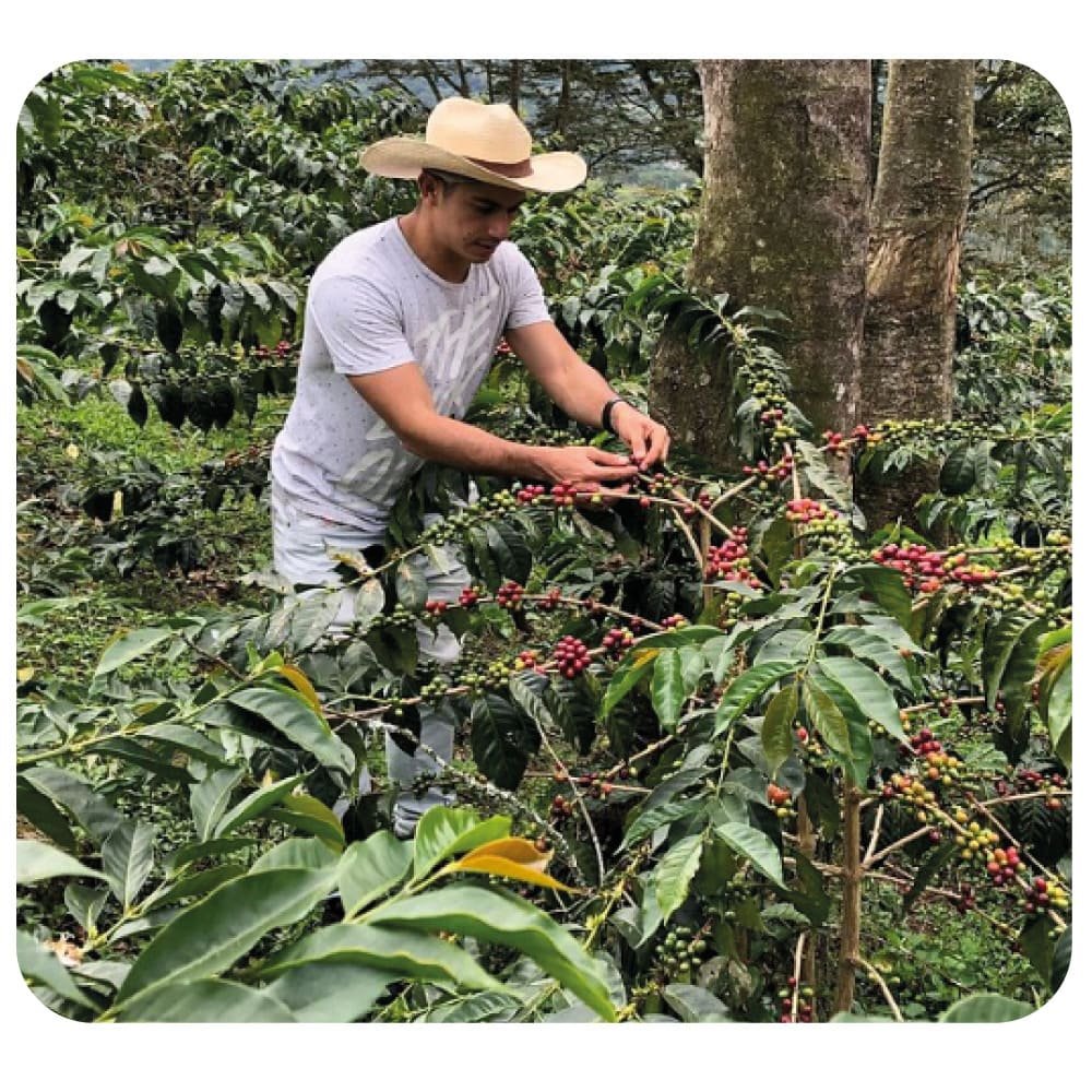 Imana café Santander